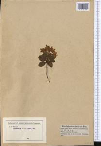 Rhododendron hirsutum L., Западная Европа (EUR) (Германия)