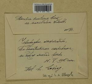 Orthodicranum montanum (Hedw.) Loeske, Гербарий мохообразных, Мхи - Центральное Нечерноземье (B6) (Россия)