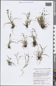 Luzula arcuata subsp. unalaschkensis (Buchenau) Hultén, Сибирь, Прибайкалье и Забайкалье (S4) (Россия)