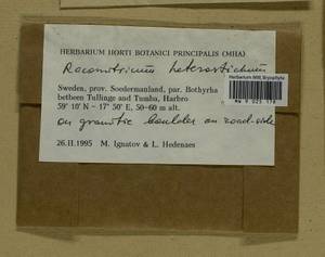 Bucklandiella heterosticha (Hedw.) Bedn.-Ochyra & Ochyra, Гербарий мохообразных, Мхи - Западная Европа (BEu) (Швеция)