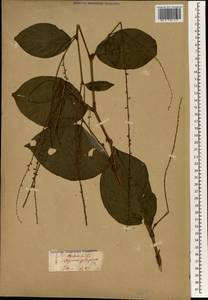 Persicaria filiformis (Thunb.) Nakai, Зарубежная Азия (ASIA) (Япония)