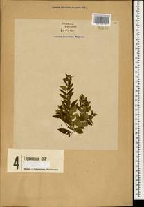Шлемник обыкновенный L., Кавказ, Грузия (K4) (Грузия)