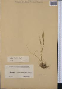 Stipellula capensis (Thunb.) Röser & Hamasha, Западная Европа (EUR) (Греция)