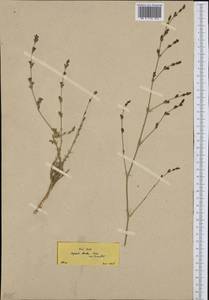 Asperula ophiolithica Ehrend., Западная Европа (EUR) (Греция)