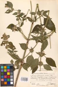 Пикульник двунадрезанный, Жабрей Boenn., Восточная Европа, Московская область и Москва (E4a) (Россия)