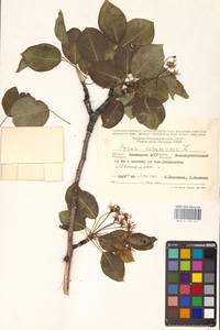 Груша обыкновенная, Груша садовая L., Восточная Европа, Нижневолжский район (E9) (Россия)