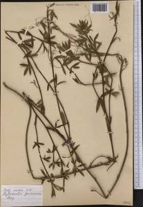 Stylosanthes guianensis (Aubl.)Sw., Америка (AMER) (Перу)