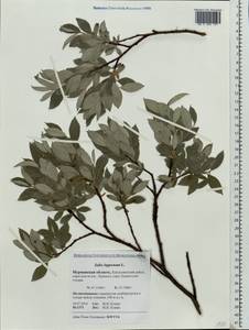 Ива лопарская L., Восточная Европа, Северный район (E1) (Россия)