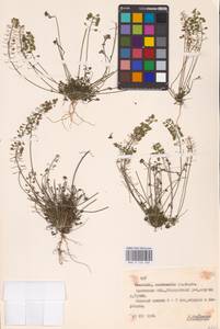 Тисдайлия голостебельная (L.) W.T.Aiton, Восточная Европа, Белоруссия (E3a) (Белоруссия)