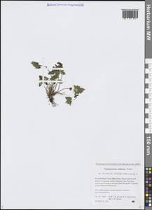 Криптограмма Радде (Fomin) Fraser-Jenk., Сибирь, Якутия (S5) (Россия)