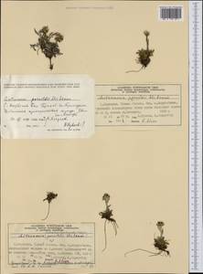 Antennaria porsildii E. Ekman, Западная Европа (EUR) (Норвегия)