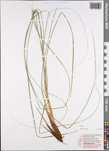 Осока, Восточная Европа, Белоруссия (E3a) (Белоруссия)