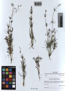 KUZ 003 948, Spergula arvensis subsp. arvensis, Сибирь, Алтай и Саяны (S2) (Россия)