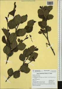 Alnus alnobetula subsp. alnobetula, Западная Европа (EUR) (Италия)