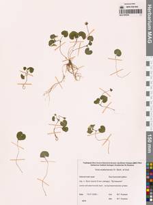 Viola crassa subsp. avatschensis (W.Becker & Hultén) Espeut, Сибирь, Чукотка и Камчатка (S7) (Россия)
