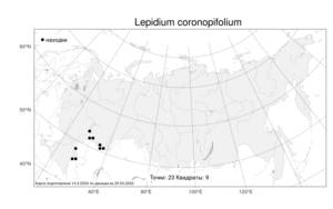 Lepidium coronopifolium, Клоповник воронцелистный Spreng., Атлас флоры России (FLORUS) (Россия)