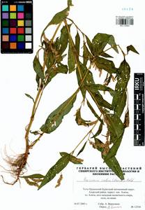 Persicaria lapathifolia subsp. pallida (With.) S. Ekman & Knutsson, Сибирь, Прибайкалье и Забайкалье (S4) (Россия)