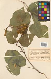 Пуэрария лопастная (Willd.) Maesen & S.M.Almeida ex Sanjappa & Predeep, Сибирь, Дальний Восток (S6) (Россия)