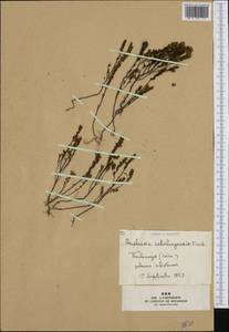 Euphrasia salisburgensis, Западная Европа (EUR) (Франция)