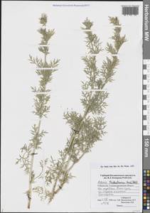 Горицвет туркестанский (Korsh.) Adolf, Средняя Азия и Казахстан, Памир и Памиро-Алай (M2) (Узбекистан)