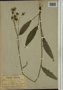 Hieracium pristophyllum Johanss., Западная Европа (EUR) (Швеция)