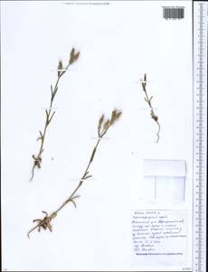 Silene conica subsp. conica, Кавказ, Краснодарский край и Адыгея (K1a) (Россия)