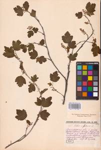 Смородина альпийская L., Восточная Европа, Северо-Западный район (E2) (Россия)