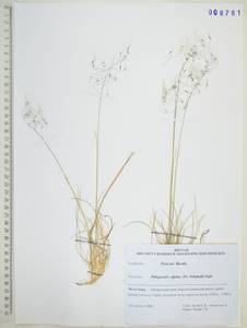 Ковылечек альпийский (F.Schmidt) Sipliv., Сибирь, Дальний Восток (S6) (Россия)