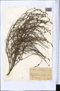 Додарция восточная L., Средняя Азия и Казахстан, Памир и Памиро-Алай (M2) (Таджикистан)