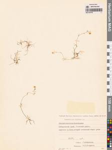 Лютик распростертый, Лютик стелющийся L., Сибирь, Дальний Восток (S6) (Россия)