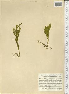 Dendrolycopodium juniperoideum (Sw.) A. Haines, Сибирь, Дальний Восток (S6) (Россия)