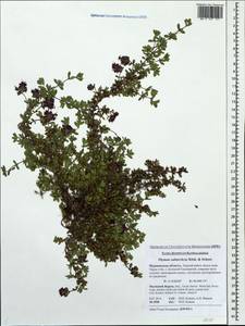 Thymus serpyllum subsp. tanaensis (Hyl.) Jalas, Восточная Европа, Северный район (E1) (Россия)