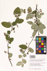 Кизильник рыхлоцветковый (J.Jacq.) Lindl., Восточная Европа, Южно-Украинский район (E12) (Украина)