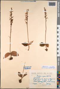 Hemipilia cucullata (L.) Y.Tang, H.Peng & T.Yukawa, Сибирь, Прибайкалье и Забайкалье (S4) (Россия)