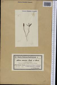 Abies concolor (Gordon) Lindl. ex Hildebr., Америка (AMER) (Германия)