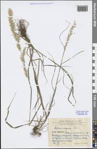 Melica scabrosa Trin., Зарубежная Азия (ASIA) (КНР)