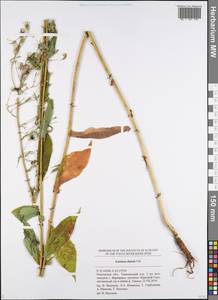 Lactuca quercina subsp. quercina, Восточная Европа, Средневолжский район (E8) (Россия)