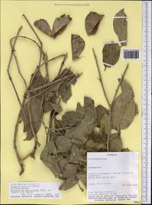 Semialarium paniculatum (Martius ex Schultes) N. Hallé, Америка (AMER) (Парагвай)