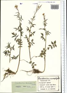 Cardamine densiflora Gontsch., Средняя Азия и Казахстан, Памир и Памиро-Алай (M2) (Таджикистан)