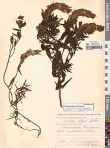 Кастиллея Павлова Rebrist., Сибирь, Чукотка и Камчатка (S7) (Россия)