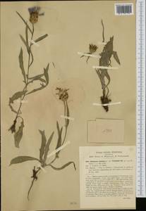 Centaurea triumfettii subsp. triumfettii, Западная Европа (EUR) (Италия)