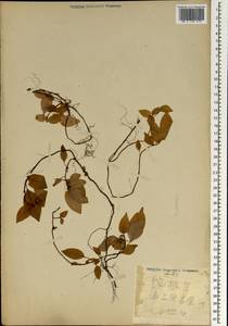 Magnoliopsida, Зарубежная Азия (ASIA) (Япония)