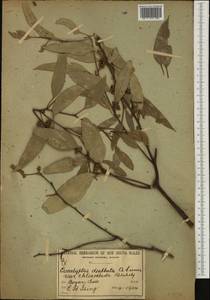 Eucalyptus dealbata A. Cunn. ex Schau., Австралия и Океания (AUSTR) (Австралия)