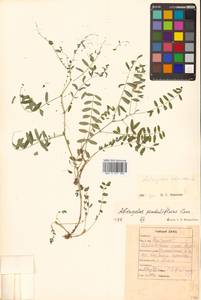 Астрагал альпийский L., Сибирь, Дальний Восток (S6) (Россия)