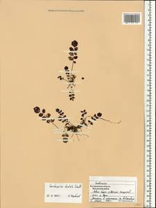 Cardamine pratensis subsp. dentata (Schult.) Celak., Восточная Европа, Центральный лесной район (E5) (Россия)