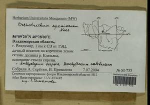 Amblystegium serpens (Hedw.) Schimp., Гербарий мохообразных, Мхи - Центральное Нечерноземье (B6) (Россия)