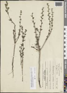 Buglossoides rochelii (Friv.) Stoyanov, Mátis & Sennikov, Восточная Европа, Нижневолжский район (E9) (Россия)