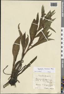 Symphytum tanaicense Steven, Восточная Европа, Восточный район (E10) (Россия)