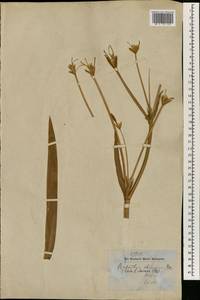 Iris domestica (L.) Goldblatt & Mabb., Зарубежная Азия (ASIA) (Непал)