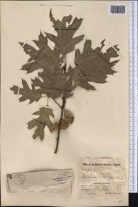 Quercus kelloggii Newb., Америка (AMER) (США)
